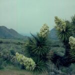 Joshua trees (Yucca brevifolia) is a tree-sized yucca that grows in slightly wetter areas of the Mojave Desert, here in California.