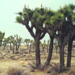 Joshua trees (Yucca brevifolia) is a tree-sized yucca that grows in slightly wetter areas of the Mojave Desert, here in California.