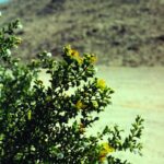 Creosote bush (Larrea tridentata) in bloom in the Mojave Desert of California.