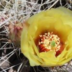 Cholla cactus flower blooming in Petrified Forest National Park, Arizona. Yellow flower.