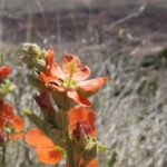Scarlet globemallow (genus Sphaeralcea) in the Petrified Forest desert in Arizona.
