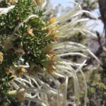 The desert smoke tree (Psorodendron spinosum) is so called because its fruits look like smoke from a distance. Near an arroyo, Petrified Forest National Park, Arizona.