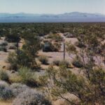 The vast landscape of the Mojave Desert is mostly filled with Larrea tridentata creosote bushes and Ambrosia dumosa shrubs, widely and evenly spaced as their root systems compete for water in the soil.