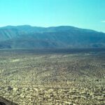 The vast landscape of the Mojave Desert is mostly filled with Larrea tridentata creosote bushes and Ambrosia dumosa shrubs, widely and evenly spaced as their root systems compete for water in the soil.