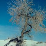 A cottonwood tree, not yet leafed out for spring, has found water deep underneath a dune at White Sands National Park in New Mexico.