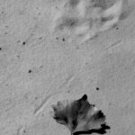 Animal tracks and a cottonwood leaf at White Sands National Park, New Mexico.