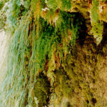 In the middle of the Utah desert, a shady canyon is home to mosses and ferns: the Virgin River in Zion National Park.