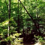 An Appalachian hardwood deciduous forest.