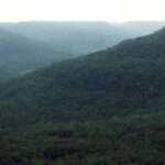 Deciduous forest in Ozark Mountains in Arkansas. Much of the mist comes from transpiration from the leaves.