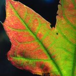 Fall colors in black oak (Quercus velutina) in Oklahoma. The leaves manufacture the red anthocyanins when warm sunny days are followed by chilly nights.