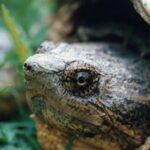 Don't get this close to a snapping turtle, as I did in Bluffwoods State Park in Missouri.