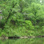 Deciduous forest along the Buffalo River, Arkansas.