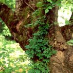 A boxelder (Acer negundo) forest along the Buffalo River in Arkansas. They are early-successional trees which will be replaced by other hardwood species if left undisturbed by river floods.