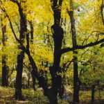 Sugar maples (Acer saccharum) dominate the forest at Camden State Park in Minnesota. Most of the habitats in this area were originally prairie, maintained by Native American fires. This grove of sugar maples is one of the furthest west populations.