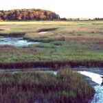A salt marsh on the Delmarva Peninsula (Delaware-Maryland-Virginia), east of Chesapeake Bay.