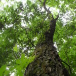 River birch (Betula nigra) in Buffalo River National Park, Arkansas.