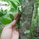 An American hornbeam tree (Carpinus caroliniana) in Buffalo River National Park, Arkansas.