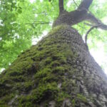 A white ash tree (Fraxinus americana) in Buffalo River National Park, Arkansas.