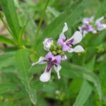 Justicia americana, an aquatic plant in the eastern deciduous forest zone.