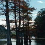 Bald cypress trees (Taxodium distichum) in a swamp in southeastern Oklahoma.