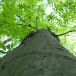 A beech tree (Fagus grandifolia) in Indiana Dunes National Park. Large tree.