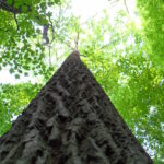 A tuliptree (Liriodendron tulipifera) in Indiana Dunes National Park.