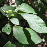 A spicebush (Lindera benzoin) in a deciduous forest near Joplin, Missouri.
