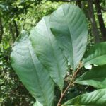 Pawpaw (Asimina triloba) along a river near Joplin, Missouri.