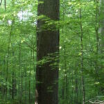 An old-growth deciduous forest at Shades State Park in Indiana.