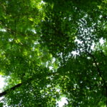 A sugar maple (Acer saccharum) canopy in Shades State Park, Indiana. Maples, an old forest species, have fewer layers of leaves than do tree species that typically grow in the open or in young forests.