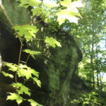 Sugar maple (Acer saccharum) is one of the tree species near Mantle Rock, a Nature Conservancy preserve in northwestern Kentucky, through which the Trail of Tears passed. The American government forced thousands of Cherokees to leave eastern Tennessee and move to what is now eastern Oklahoma in 1838.