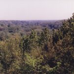 Southwestern Minnesota is mostly prairie (and agricultural fields) but there are a few forests in low lying areas, dominated by oak and sugar maple. Camden State Park.
