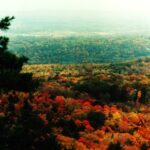 Fall colors in the deciduous forest near Mohonk, New York. Most of the colors are sugar maple (Acer saccharum), which does not grow in Europe. Europe has no equivalent displays of fall color and when painters depicted vivid fall colors in America the European artists accused them of making it all up. The leaves manufacture the red anthocyanins when warm sunny days are followed by chilly nights. The red leaves you see in Europe are from Virginia creeper (Parthenocissus quinquefolia) and sweetgum (Liquidambar styraciflua), native to America but widely planted or escaped in Europe.