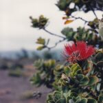 Ohia (Metrosideros polymorpha) is a common myrtle tree that not only grows in cracks in lava but also dominates the old forests in Hawaii.