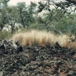 An ecological experiment on the big island of Hawaii in which invasive grasses have been removed to allow regeneration of native trees, including a native Hawaiian ebony tree (Diospyros sandwicensis). Photo by Stan Rice.
