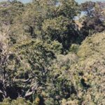 A Hawaiian koa (Acacia koa) forest on the big island of Hawaii.