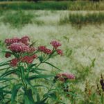 A southwest Minnesota wetland view.