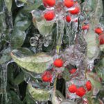 Holly berries during an Oklahoma ice storm in 2013. Photo by Stan Rice.