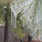 Pine needles during an Oklahoma ice storm in 2013. Photo by Stan Rice.