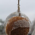 Sycamore (Platanus occidentalis) seed ball during an Oklahoma ice storm in 2013. Photo by Stan Rice.