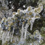 Cedar (Juniperus virginiana) branches in an Oklahoma ice storm in 2013. Photo by Stan Rice.