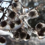 Soapberry (Sapindus drummondii) fruits in an Oklahoma ice storm in 2013. Photo by Stan Rice.