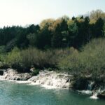 Waterfalls and seaside alders (Alnus maritima) in the Blue River in south central Oklahoma.
