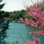 Redbud flowers in the spring along the Blue River in south central Oklahoma.