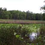 Boehler Bog in southern Oklahoma. There is a layer of sphagnum moss not visible in this photo.