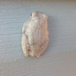 Hyla versicolor is a common frog in Oklahoma.