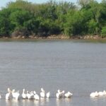 Pelicans stop during their migration along the Arkansas River in Tulsa, Oklahoma.