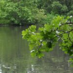 A post oak (Quercus stellata) near a pond on Turkey Mountain outside of Tulsa, Oklahoma.