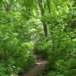 A trail through the cross-timbers deciduous forest on Turkey Mountain near Tulsa, Oklahoma.