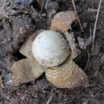 An earth star mushroom (genus Geastrum) in soil in Oklahoma.